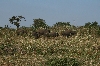 Gegen Abend machen sicht die Elefantenherden zu den Wasserstellen auf